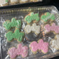 Themed Sugar Cookies